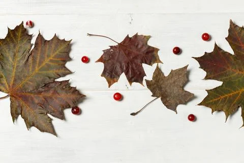 Dark maple leaves on a light gray wooden background with cranberries. Layout Stock Photos
