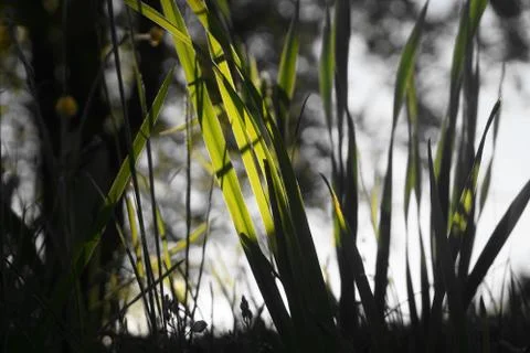 Dark Meadow Stock Photos