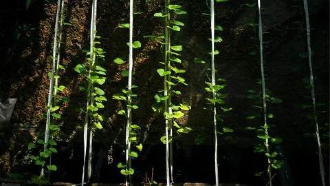 Dark melon tree Stock Photos