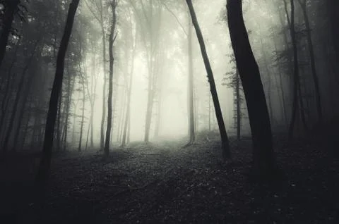 Dark misty forest path Stock Photos