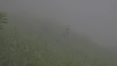Dark Misty Meadow Valley Stock-Footage 343665244
