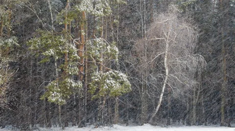 Dark mixed forest and blizzard Video stock 51485005