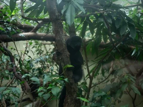 Dark Monkey Resting Curled Up on Tree Branch in Lush Zoo Enclosure, Wildlif.. Stock Photos