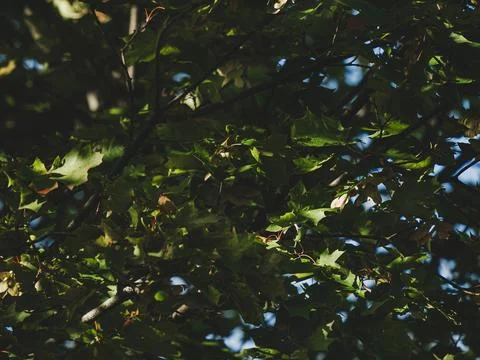 Dark moody background of thick maple tree foliage with warm sunlight Stock Photos