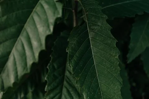 Dark moody close up background of few leaves with green tones and black sha.. Stock-Fotos