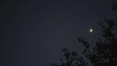 Dark Moody Crescent Moon Tree Foreground Stock Footage 294867605
