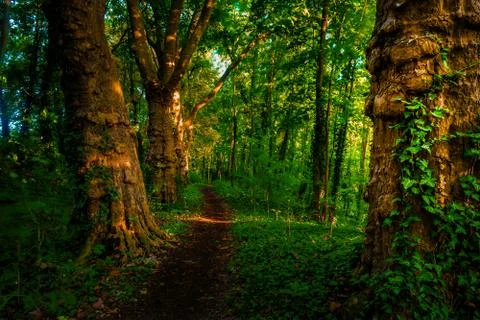 Dark moody forest with path and green trees, Stock Photos