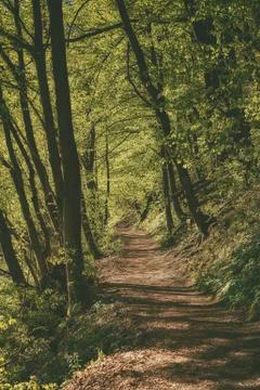 Dark moody forest Stock-Fotos