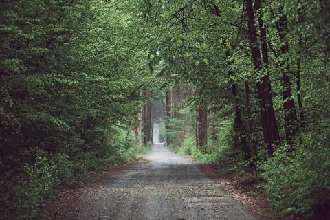 Dark moody forest Stock-Fotos