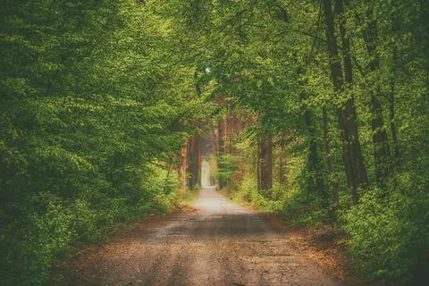 Dark moody forest Stock-Fotos