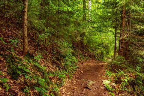 Dark moody forest 写真素材