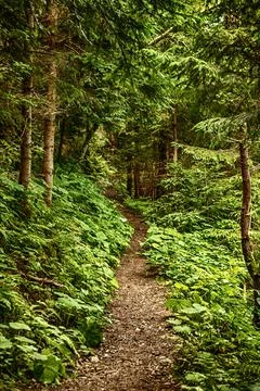 Dark moody forest Stock-Fotos