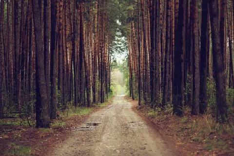 Dark moody forest Stock-Fotos