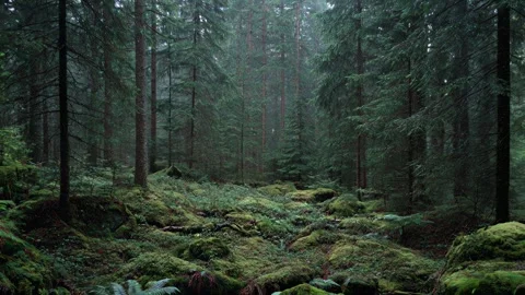 Dark moody forest with rays of sunlight breaking through Stock Footage 316744087