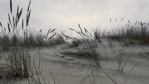 Dark Moody Grass Field Moving in Wind with Dramatic Sky Stock Footage 340163510