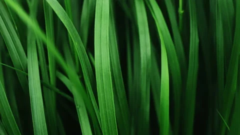 Dark moody green grass texture swaying in the wind  blow. Stock Footage 195090839