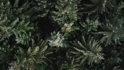 DARK MOODY PINE WOODS - SNAKE WOODLAND PEAK DISTRICT - (UK) DRONE SHOT Stock Footage 243221309