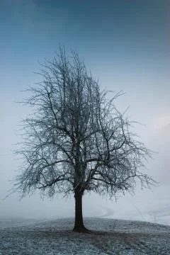 Dark moody tree Foto stock