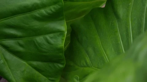 Dark Moody Tropical Leaf Texture with Deep Green Veins 库存影片 340248578