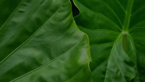 Dark Moody Tropical Leaf Texture with Deep Green Veins Stock Footage 340248586