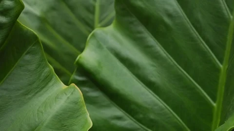 Dark Moody Tropical Leaf Texture with Deep Green Veins Stock Footage 340248590