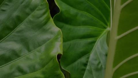 Dark Moody Tropical Leaf Texture with Deep Green Veins 库存影片 340449855
