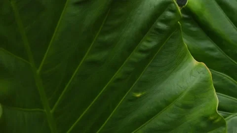 Dark Moody Tropical Leaf Texture with Deep Green Veins Stock Footage 340449890
