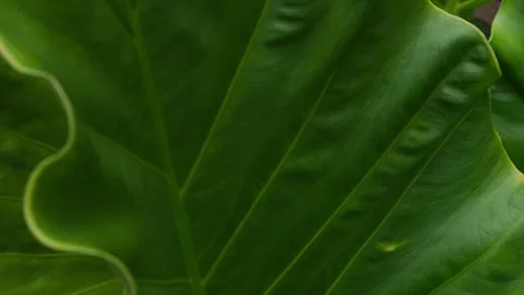 Dark Moody Tropical Leaf Texture with Deep Green Veins Stock Footage 343234150