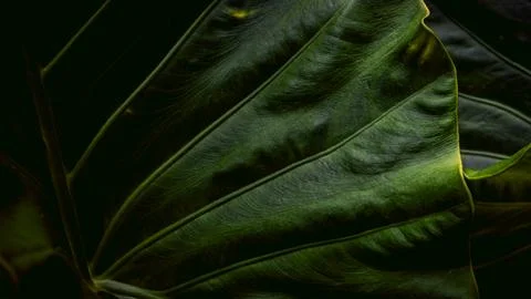 Dark Moody Tropical Leaf Texture with Deep Green Veins, Close-Up Botanical .. Stock Photos