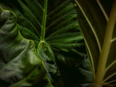 Dark Moody Tropical Leaf Texture with Deep Green Veins, Close-Up Botanical .. Foto stock