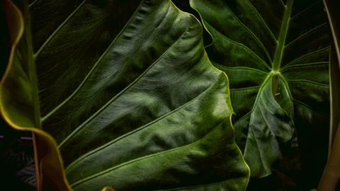 Dark Moody Tropical Leaf Texture with Deep Green Veins, Close-Up Botanical .. Stock Photos