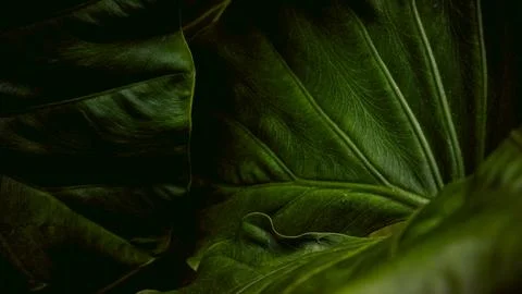 Dark Moody Tropical Leaf Texture with Deep Green Veins, Close-Up Botanical .. Stock Photos