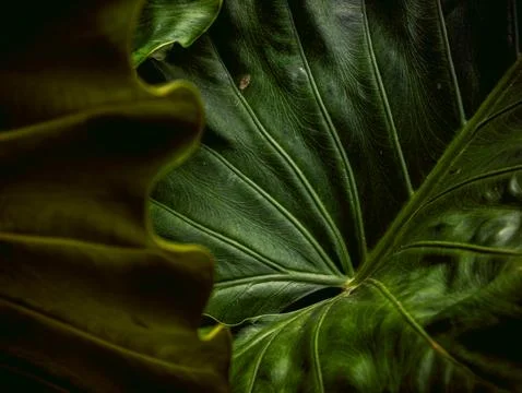 Dark Moody Tropical Leaf Texture with Deep Green Veins, Close-Up Botanical .. Stock Photos