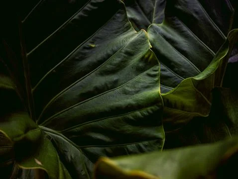 Dark Moody Tropical Leaf Texture with Deep Green Veins, Close-Up Botanical .. Stock Photos