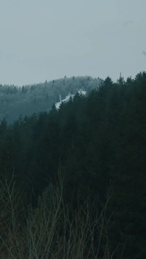 Dark Moody Winter Forest, Evergreen Trees with Snow on Mountain Ridge Stock Footage 329068376