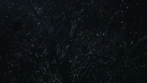 Dark Moonlight on the Trees Branches at Night Stock-Footage 88607765