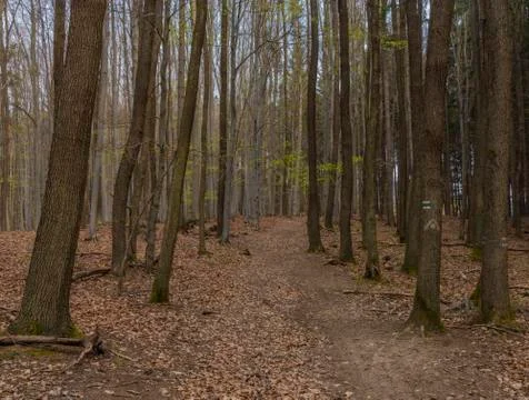 Dark Moravia leaf forest in spring cloudy day Stock Photos