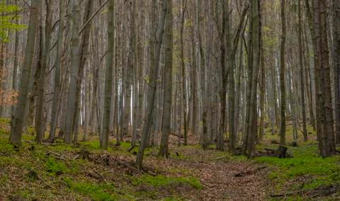 Dark Moravia leaf forest in spring cloudy day Stock Photos