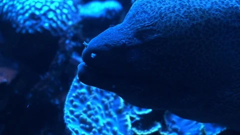 A dark moray eel opening it's mouth, looking scary. 스톡 동영상 120643025