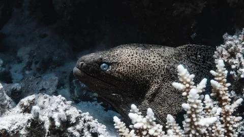 Dark Moray Eel in Reef Cave Stock Photos