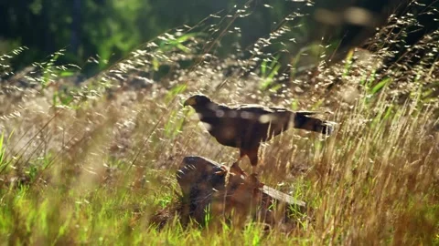 Dark-morph hawk perched on a rock amidst tall grass in the sunlit field. Stock Footage 301073109