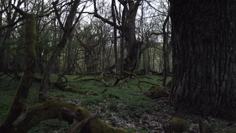 Dark Mossy Forest with Fallen Trees - Mysterious Nature Scene 2 Stock Footage 306010800