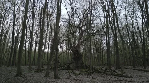 Dark Mossy Forest with Fallen Trees - Mysterious Nature Scene 3 Stock Footage 306010976