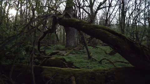 Dark Mossy Forest with Fallen Trees - Mysterious Nature Scene Stock Footage 306019186
