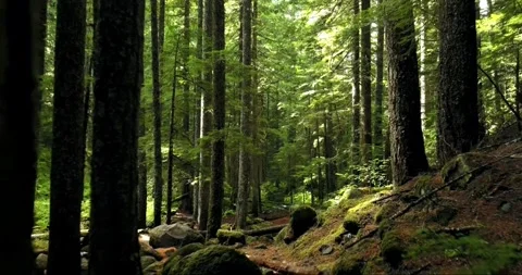 Dark, Mossy Forest Trail Winding Through Tall Evergreens Stock Footage 295748094