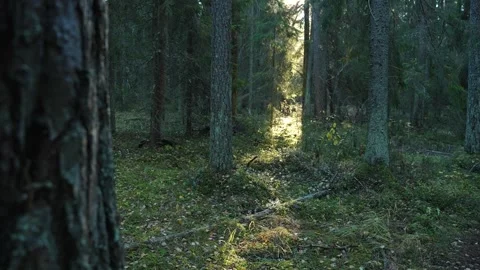 Dark mossy woods and rays of the sun. 库存影片 291154772