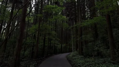 Dark mountain path Stock Footage 249386322