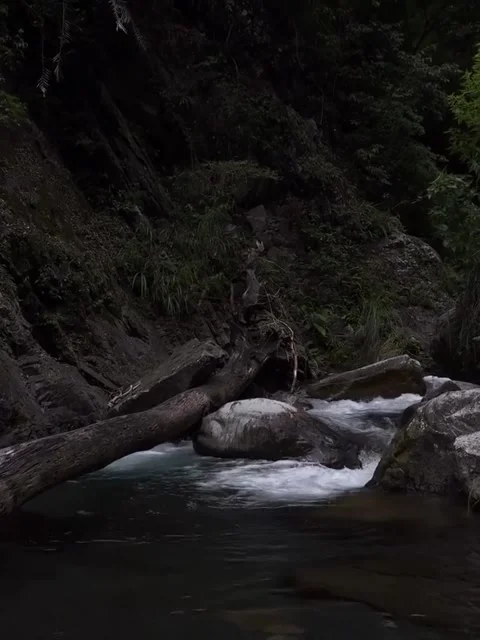 Dark Mountain Stream with Fallen Log Stock Footage 341626606