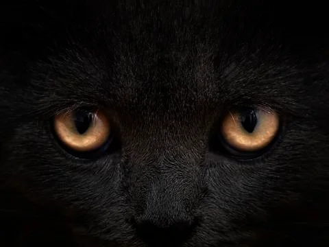 Dark muzzle cat close-up. front view Stock Photos