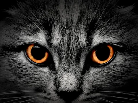 Dark muzzle cat close-up. front view Stock Photos